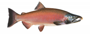 Statewide Status – State of Salmon