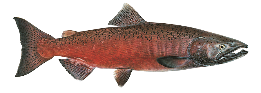 Statewide Status – State of Salmon