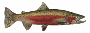 Steelhead - male