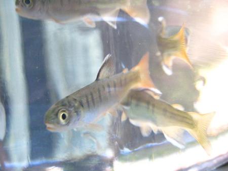 Photo of Glenbrook Gulch fry