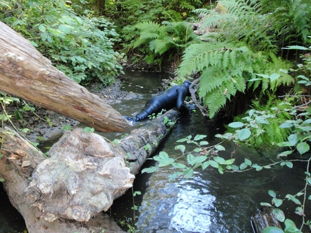 2 - MajorsFishSurvey_20081022_03