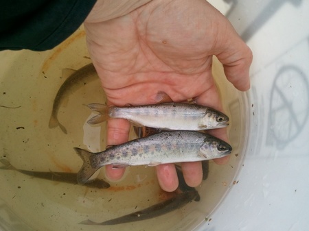 2 - Strawbery creek minnow_NOAA