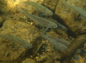 4 - Mont Bay SandT Proj_smolts_Mat Rowley