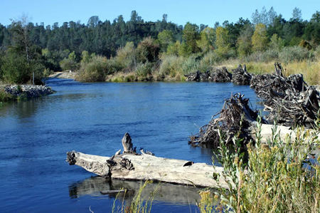 Clear Creek Restoration Root Wads