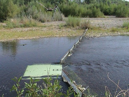 CottonwoodCreek_VideoStation_50cfs from Cal Trout site DFW Chinook Salmon Poputions of the Upper Sacramento River Basin in 2013 document