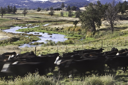 Erikas_cows and creek