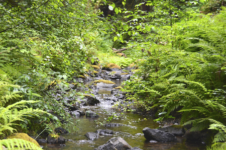 Fern-Canyon-Little- River
