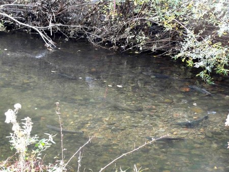 Lagunitas Creek Eric Ettlinger photo