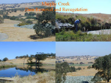 Mokelumne River Murphy Creek Restoration SJCRCD