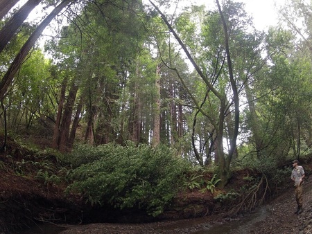 PNG - redwood grove.small