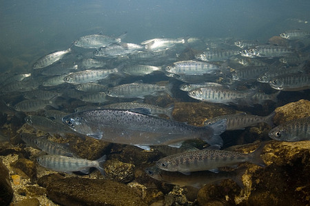 coho_smolts