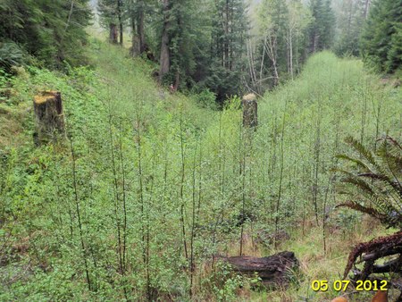 salmon creek pwa 5 yrs after