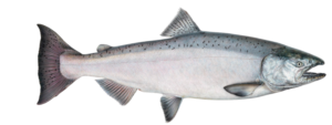 Chinook salmon - ocean bright female
