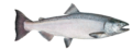 Chinook salmon - ocean bright female