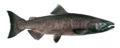Chinook salmon - dark Columbia male